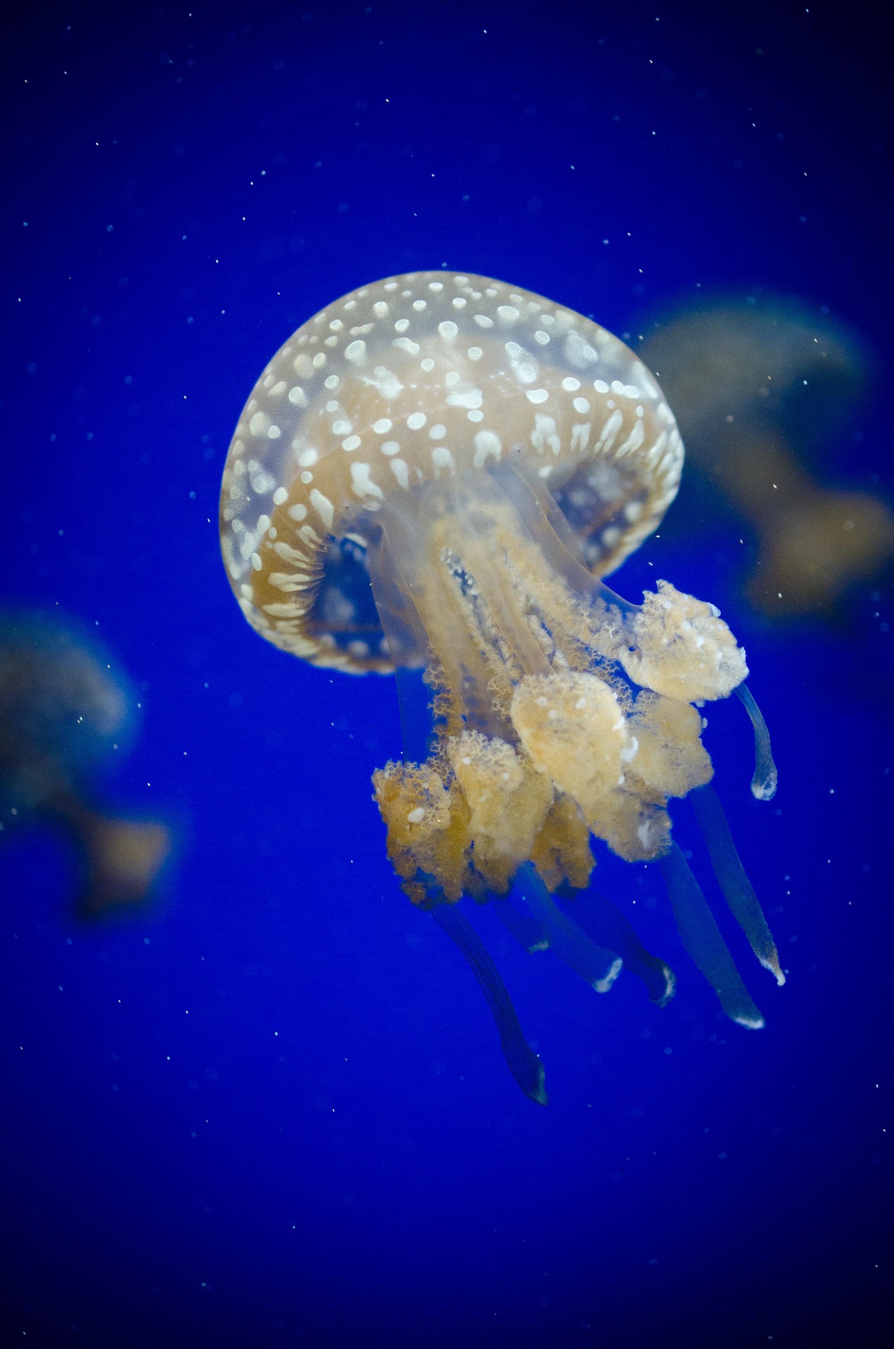 AresPhobos