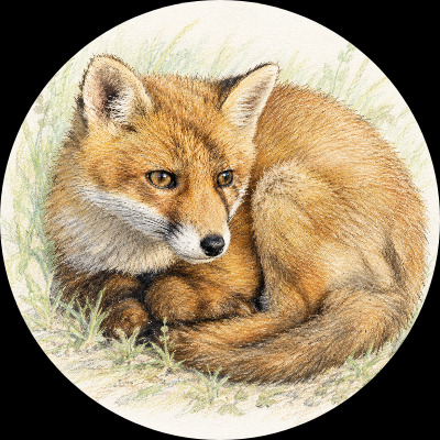 BeeFox