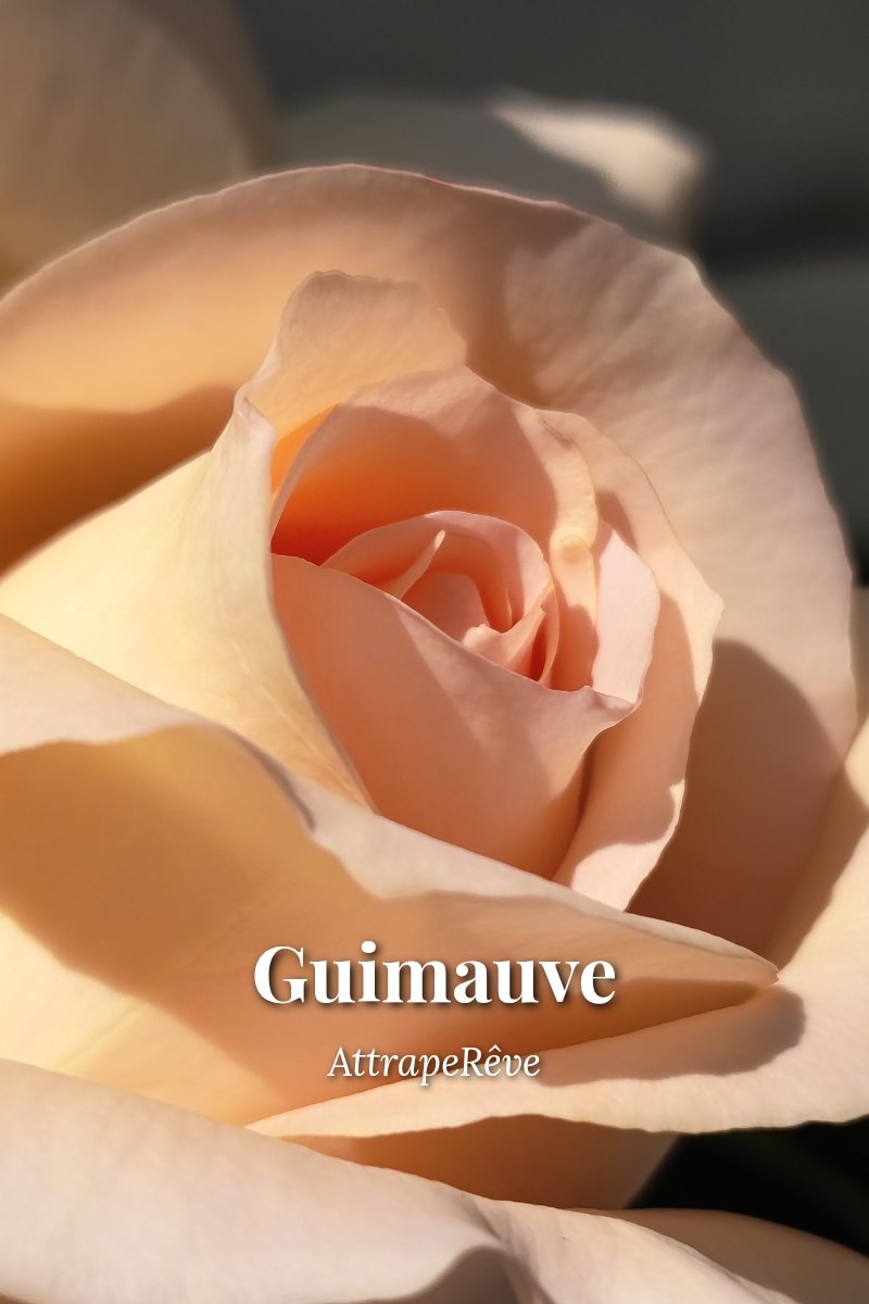 Couverture — Guimauve