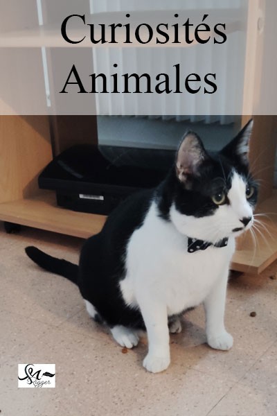 Couverture — Curiosité animale